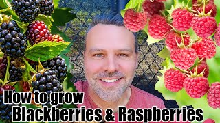 How to Grow Blackberries and Raspberries