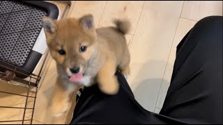 【柴犬子犬】ごはん！という言葉にテンションMAXな柴犬