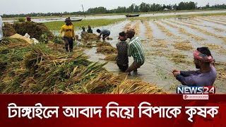 টাঙ্গাইলের বাসাইলে জলাবদ্ধতা, আবাদ নিয়ে বিপাকে কৃষক | Tangail News | News24