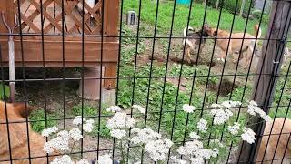 野犬の保護子犬・大雪、ドッグランで一番元気に吠えてます🐶🎶