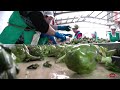 how farmer harvest u0026 process million tons of artichokes great high quality artichoke tea products