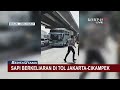 sapi lepas di tol jakarta cikampek lalu lintas sempat tersendat