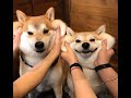 Funny Shiba Inu Compilation 2020 - Best Funny Shiba Inu Videos Ever