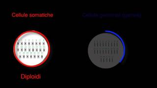 I gameti - Scienze facili (byAP)