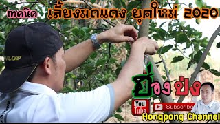 เลี้ยงมดแดง ยุคใหม่ 2020 เลี้ยงง่ายไข่โตเร็ว|Hongpong Channel