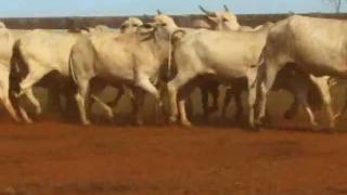 LOTE 08.wmv