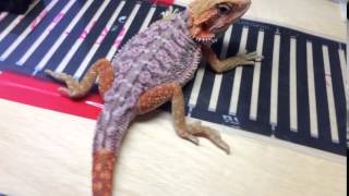 逆鱗果凍粉紅鬆獅蜥:Pink Dunner Trans bearded dragon