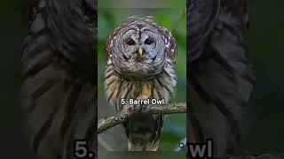 Defferent sounds of different birds #shortvirelvideo