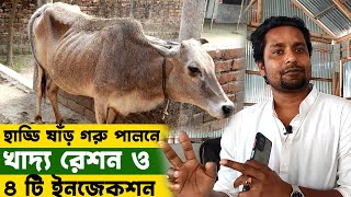 হাড্ডি ষাঁড় গরু পালনে খাদ্য রেশন ও সঠিকভাবে ৪ টি ইনজেকশন প্রয়োগ  | কৃষি চ্যানেল শফিক |