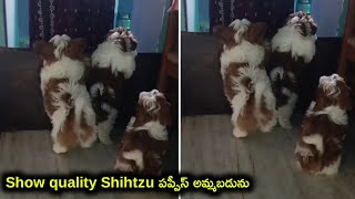 top quality Shihtzu puppies for sale in telugu/ 90594 40413 /aj pets