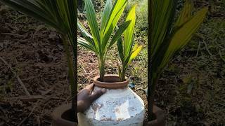 Coconut 🥥 plant without soil #trending #agriculture #shortsfeed #shorts #viralvideo