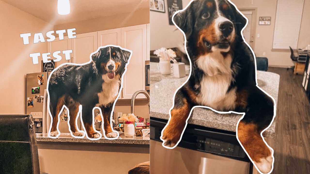 Bernese Mountain Dog Reviews Food | Taste Test 1 - YouTube