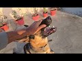 training my german shepherd to jump like a pro 🐕💨 gsd dogtrainingtips