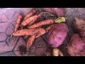 FARMING IN JAMAICA WITH SHAN ZENZEN JAMAICAN VIBEZ