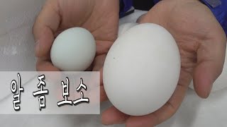 택배로 받은 거위알 부화하기?! / 계란보다 3배 큼 ㅎㄷㄷ Incubating an Egg / hatching an Egg