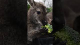 Wallaby Dinner ASMR