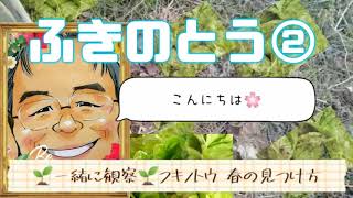 ふきのとう②🌱一緒に観察日記🌱フキノトウ 春の見つけ方。旬野菜。春の山菜。蕗の薹の若芽。