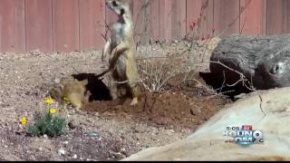 Reid Park Zoo meerkat dies in accidental tunnel collapse