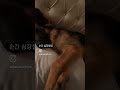 ㅋㅋㅋㅋㅋㅋ 셰퍼드 저먼셰퍼드 대형견키우기 대형견 germanshepherd shepherd 대형견목욕 대형견산책