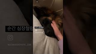 ㅋㅋㅋㅋㅋㅋ #셰퍼드 #저먼셰퍼드 #대형견키우기 #대형견 #germanshepherd #shepherd #대형견목욕 #대형견산책