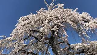 犬山 圓明寺の枝垂れ桜