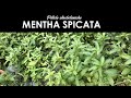 PILLOLE ETNOBOTANICHE - La menta spigata