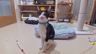 子猫室ライブ　20220920　20：16〜