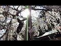 🌸福島県いわき市🌸小川諏訪神社🌸しだれ桜🌸　　　　　　　　　　　　　　　　　　　　 桜　 小川諏訪神社　 満開　 開運