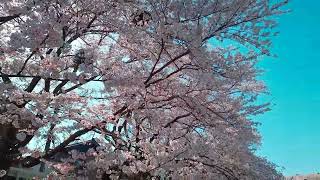 豊川市　音羽川提の桜並木