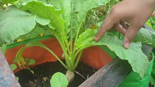 மாடித்தோட்டத்தில் முள்ளங்கி அறுவடை l Radish harvest from my terrace garden