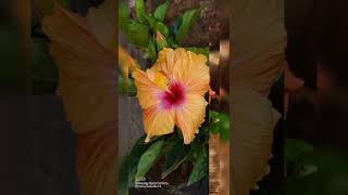 Hibiscus colors !Hibiscus Flowers ! Varities of hibiscus ! Gardening!Garden! collections!ದಾಸವಾಳ ಹೂವು