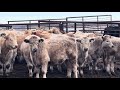 jeff u0026 jenise robertson 720 february weaned steers 85 head gainford ab