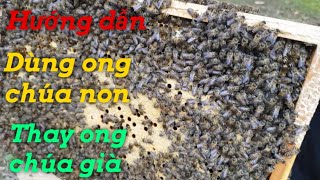 Hướng dẫn giới thiệu ong chúa non vào đàn ong chúa già