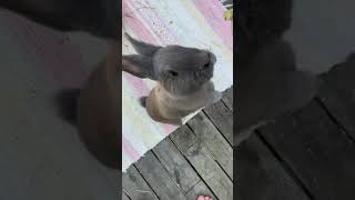 Happy Bunny Honking
