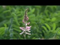 Cotswold Seeds First Hand: Sainfoin with Dr Lydia Smith at NIAB