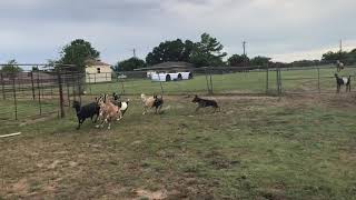 German Shepherd herding Goats by instinct