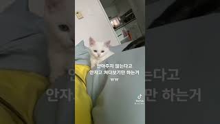 꿀 뚝뚝 떨어지는 고양이😻