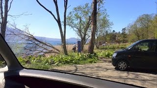 2016山菜・第3弾☆北海道タラの芽＆山ウド(道央・山菜採り)