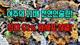 여주의 11배에 달하는 천연 인슐린 함유하고, 최대 91% 이상의 암세포를 사멸하는, 당뇨와 항암에 매우 효과적이고 귀한 찔레상황버섯을 소개합니다! 간건강과 신장건강에도 탁월!