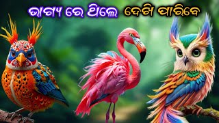 ଭାଗ୍ୟ ରେ ଥିଲେ ଦେଖି ପାରିବେ / 10 Most Beautiful Birds On Earth #odiavideo #birds #rahasyaunlocked