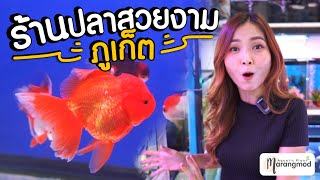 พาไปชม ร้านขายปลาสวยงามที่ภูเก็ต มีปลาให้เลือกเยอะมาก | ร้านปลาสวยงามตลาดนัดท้ายรถเก่า ภูเก็ต