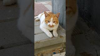 Рыжая усатая кошка волосатая 😻 Милые котики 🐈 Nice shaggy red cat Cute cats Animals Trend Meow Top 🐅