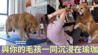 【狗狗瑜珈】與你的毛孩一同沉浸在瑜珈的世界！#狗狗 #瑜珈 #健康