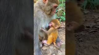 Special bond! ❤️ monkey #short #shorts #shortvideo #shortsvideo #monkey