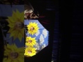 Allah made everything nasheed