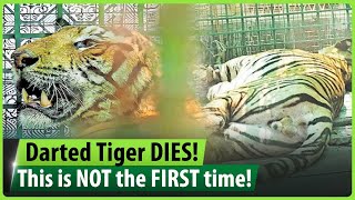 Tiger darted and captured from Kannur dies! Was it a case of overdose?