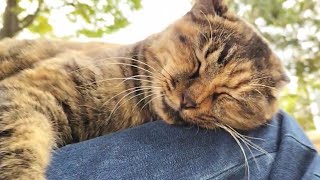 1105☁カフェオレちゃんと👴、森のベンチDEイチャイチャ💓劇場③ひざ抱っこ編-Ⅱ 🥰😽🐾