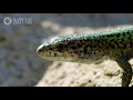 cannibal wall lizards in greece