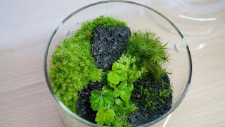 Moss terrarium techniques to make basic layouts into special creations