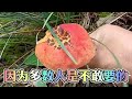 mushroom 香香脆脆的奶浆菌，今天一篓基本都它了